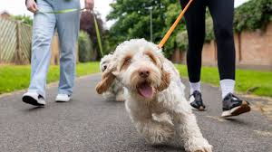 People walking injured dogs