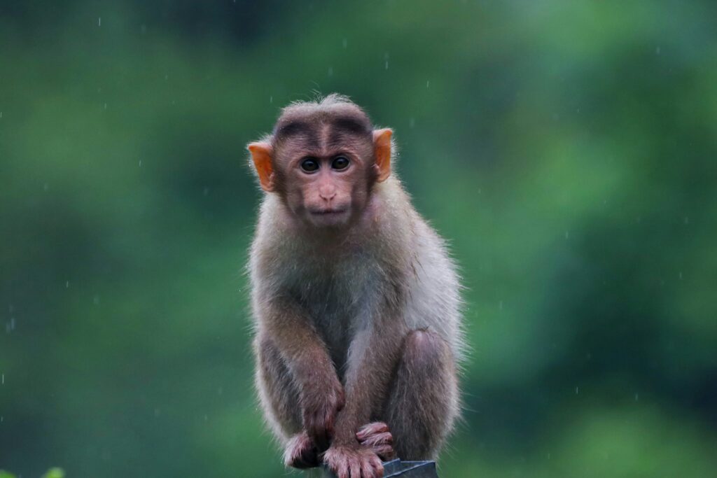 Monkey with sticks and stones