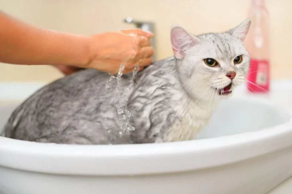 cats 'hate'