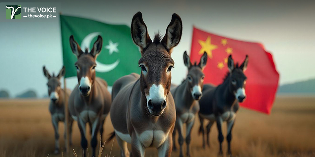 donkey meat from Pakistan