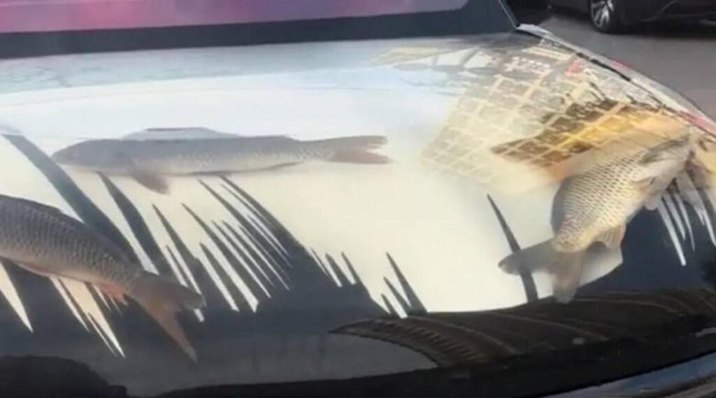 fish aquarium