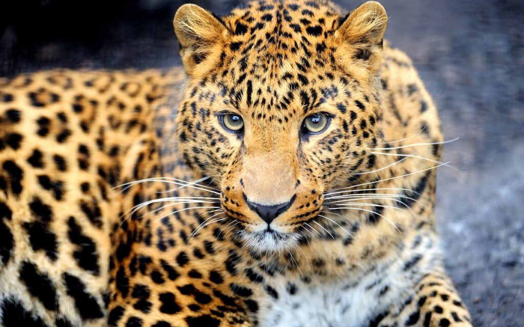 leopard attack