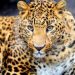 leopard attack