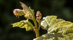 secret sounds of plants