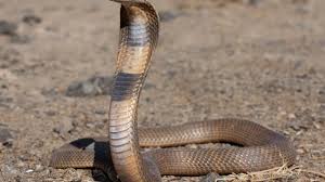 snake attacked