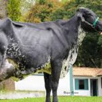 Brazilian cow