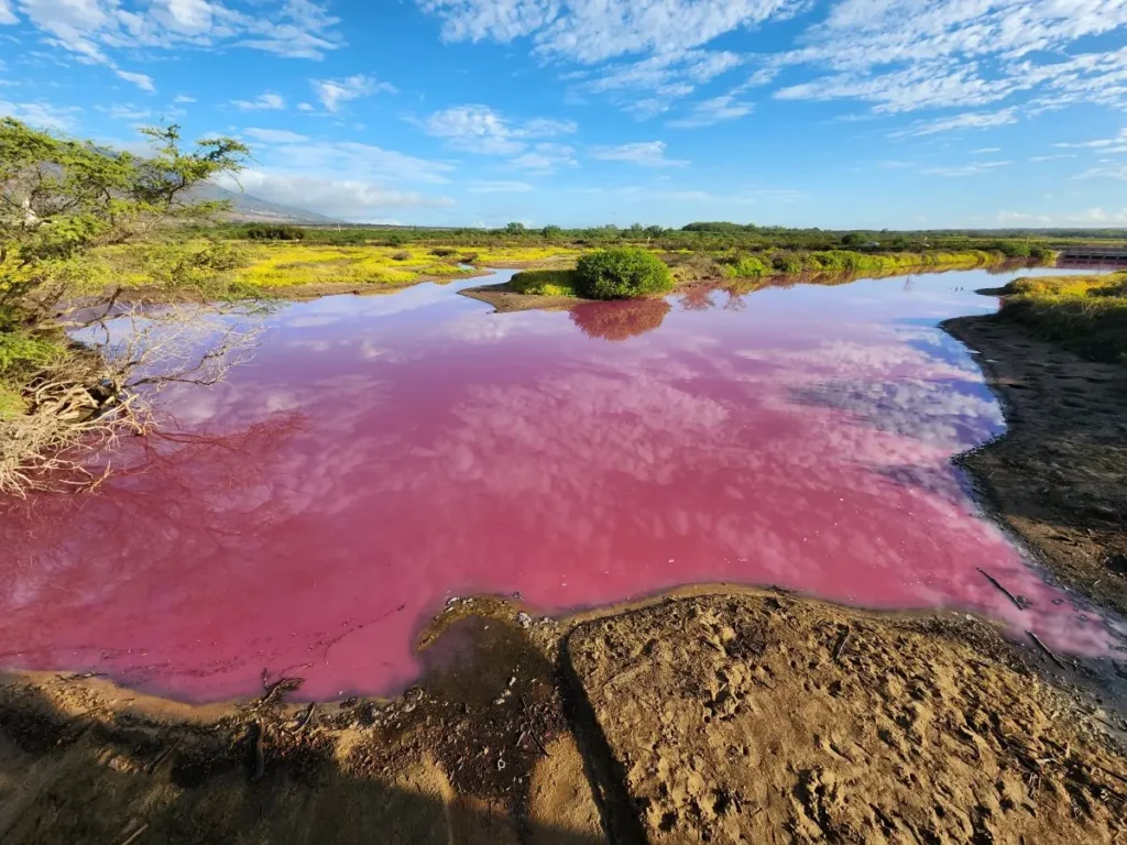 The sea water of Gadani turned pink