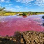 The sea water of Gadani turned pink
