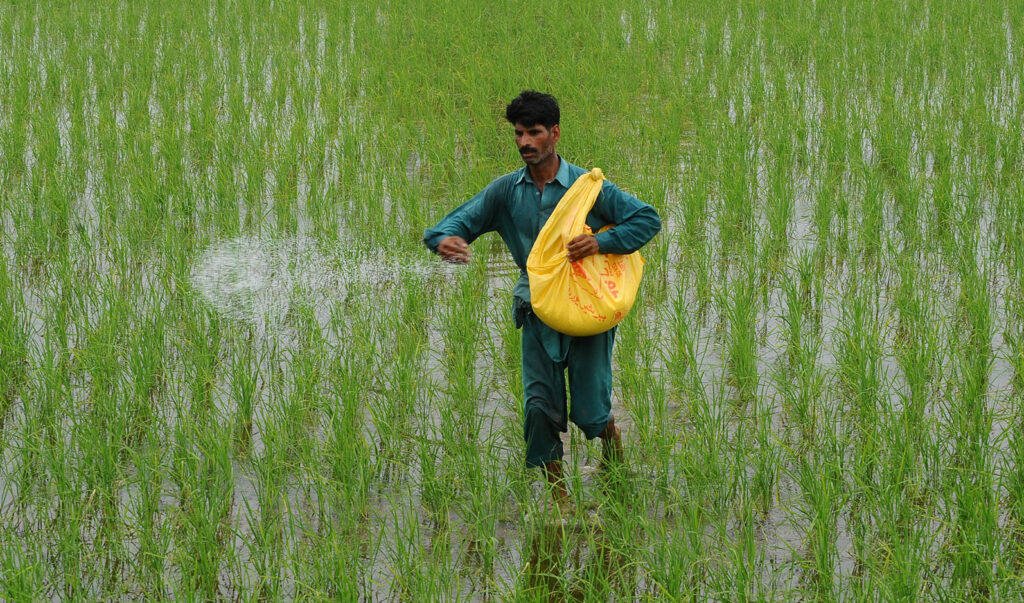 rice production