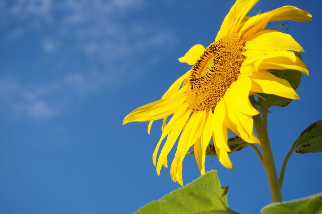 سورج مکھی عالمی ریکارڈ