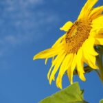 sunflowers close to world record